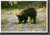 Black Bear Cub