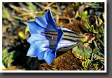 Gentian