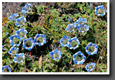 Gentian