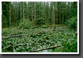 Pond in Rain Forest, Bartlett Cove