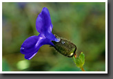 Violet Flower with Dew